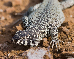 Liolaemus zapallarensis