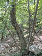 Tilia miqueliana