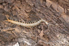Scolopendra viridis