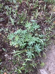 Lupinus latifolius