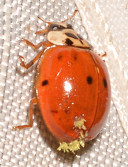 Hesperomyces harmoniae