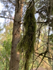 Pseudisothecium stoloniferum