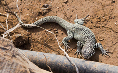 Liolaemus zapallarensis