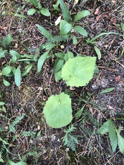 Arnica cordifolia