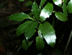 Polyosma cunninghamii