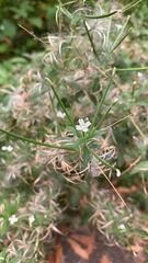 Epilobium