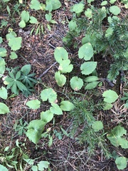 Arnica cordifolia