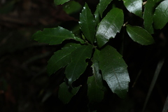 Polyosma cunninghamii