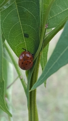 Chelymorpha phytophagica