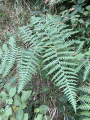 Pteridium aquilinum pubescens