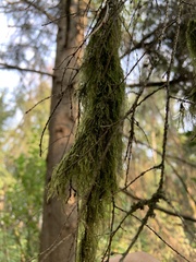 Pseudisothecium stoloniferum