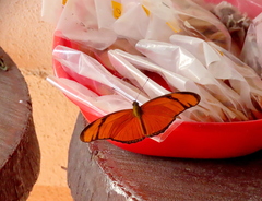 Dryas iulia moderata