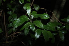 Polyosma cunninghamii