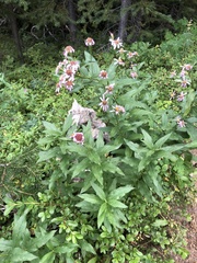 Eucephalus engelmannii