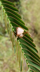 Verrucosa