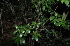 Polyosma cunninghamii