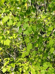 Acer glabrum
