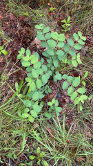 Symphoricarpos orbiculatus