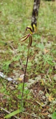 Caladenia concinna