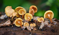 Gymnopilus palmicola