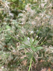 Epilobium