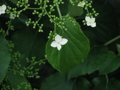 Hydrangea