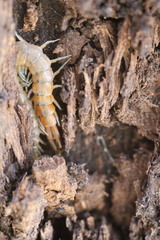 Scolopendra viridis