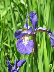 Iris sanguinea