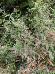 Epilobium