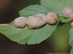 Neolasioptera farinosa