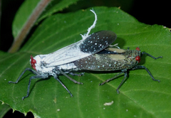 Lystra pulverulenta