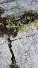 Portulaca suffrutescens