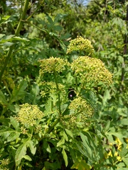 Prionosciadium thapsoides