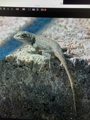 Sceloporus consobrinus