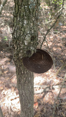 Hexagonia
