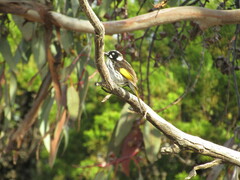 Phylidonyris novaehollandiae