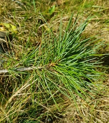 Pinus sibirica