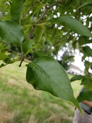 Maclura pomifera