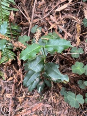 Ilex aquifolium