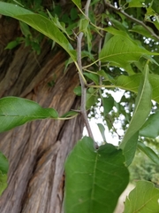 Maclura pomifera