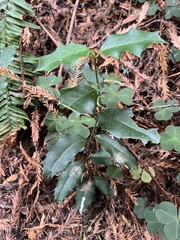 Ilex aquifolium