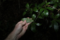 Polyosma cunninghamii