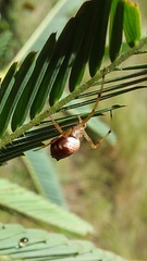 Verrucosa