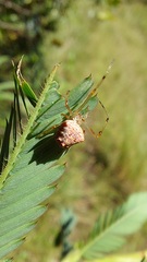 Verrucosa