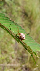Verrucosa