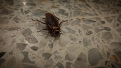 Periplaneta australasiae