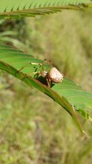 Verrucosa