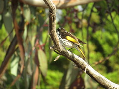 Phylidonyris novaehollandiae