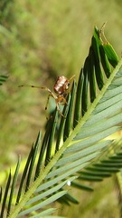 Verrucosa