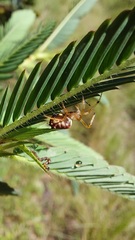 Verrucosa